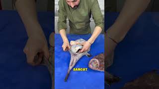 Ikan monk fish itu gila trending shortvideo [upl. by Esele]