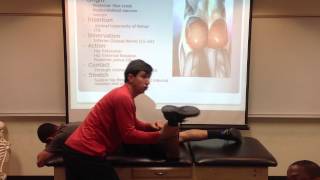 Gluteus Maximus Palpation Manual Therapy and Stretch [upl. by Olegnalehcim]