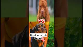 PIT BULL VS TURKISH ΚANGAL ROTTWEILER CANE CORSO dog pets shorts ytshort doglover [upl. by Oralla524]