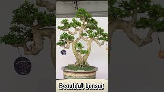 Beautiful bonsai 35 bonsai [upl. by Eetsim]