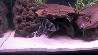 60 Gallon Agressive Freshwater Cichlid Aquarium [upl. by Adnawt]