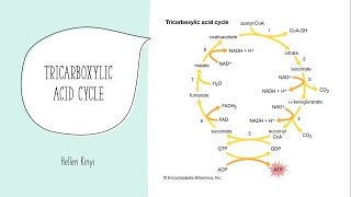 Tricarboxylic acid Cycle [upl. by Nosirrag]