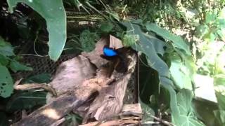 Morpho butterflies at the Canopy Lodge Panama [upl. by Docila]