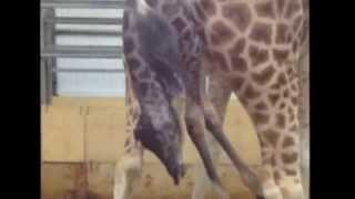 WATCH The moment a giraffe gives birth to baby girl at Paignton Zoo in Devon [upl. by Nauqram]