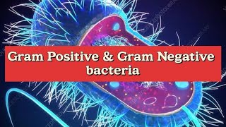 Gram Positive vs Gram Negative Bacteria microbiology bacteria [upl. by Calisa]