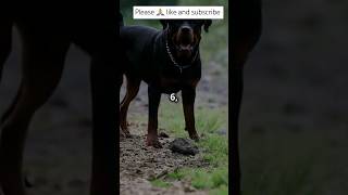 What Makes These 10 Dog Breeds SO POPULAR Worldwide dog facts shorts youtubeshorts shortsfeed [upl. by Eidnalem]