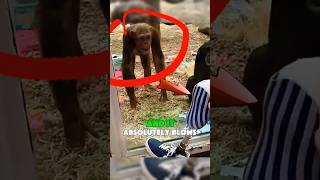 Chimps Goes Insane Over Mans Prosthetic Leg 🐒😱 shorts chimpanzee apes monkey monkeys [upl. by Onder600]