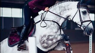 Horse jumping video  Animals [upl. by Arremat38]