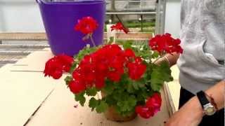 How to cut back pelargoniumsGeraniums [upl. by Oad]