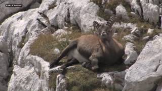 ALPSKI KOZOROG SEPTEMBER Capra ibex Triglavski narodni park [upl. by Rawna]