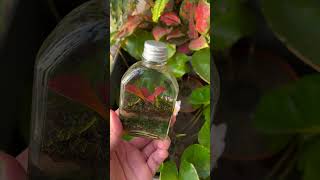 Relax with my tiny garden terrarium [upl. by Abramson]