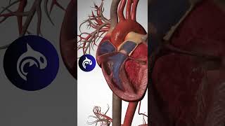 Heart Circulation  3D Animation heart heartbeat [upl. by Azaria]