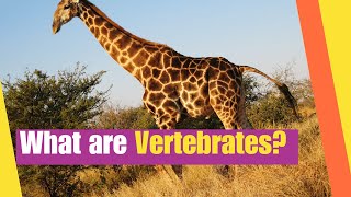 What are Vertebrates  Learn the Characteristics of vertebrate animals  Lesson Boosters Science [upl. by Homere]