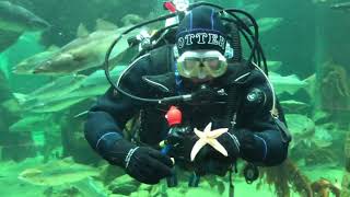 Macduff Marine Aquarium Live Dive Show [upl. by Noyek486]