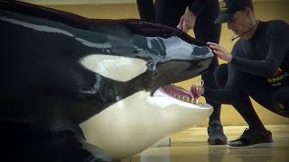 Dramatische Nachrichten aus dem Loro Parque Orca Keto in Lebensgefahr [upl. by Procora]