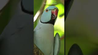 Beautiful Blue winged parakeet calling nature shorts [upl. by Hgeilhsa]