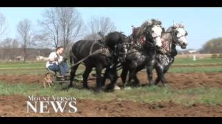 Percheron Horse Association hosts plowing contest [upl. by Lomaj]