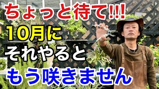 涼しくなってもやってはいけない園芸作業教えます 【カーメン君】【園芸】【ガーデニング】【初心者】 [upl. by Fidel]