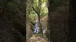 The Jungle of Sicily Cava Bibbinello Palazzolo Nature in Sicily shorts [upl. by Tolland]