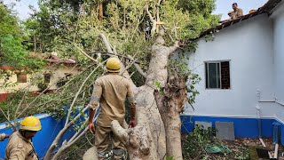 A Big Tree Falls On A House At Bastora North Goa [upl. by Reeta]