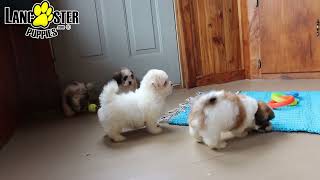 Lively Malshi Puppies [upl. by Adnileb]