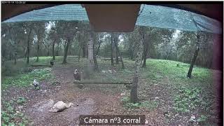 WEBCAM Corral fvsm Mallorca [upl. by Hendrika91]