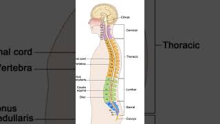 Know your vertebraebiology anatomy education biologybook shortvideo shorts subscribe [upl. by Akinahc]