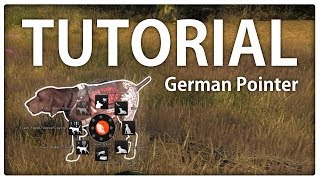 theHunter Classic Tutorial  German Pointer schnell Level erhöhen [upl. by Ayatan869]