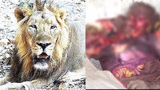 9 Lions Attacked Old Lady in Amreli Gujarat  Cyclone Tauktae [upl. by Wolram]