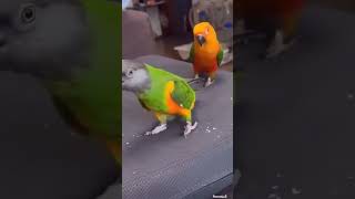 Parrot short video youtubeshorts birds parroting cutebirds parrrot [upl. by Tortosa946]