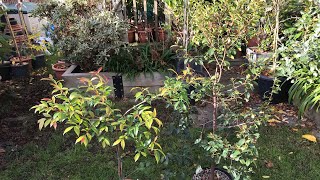 Lilly Pilly  Syzygium Smithii  and Magenta Cherry  Syzygium Paniculatum  November updates [upl. by Amis]