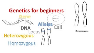 Genetics for beginners  Genes Alleles Loci on Chromosomes [upl. by Anirdnaxela]