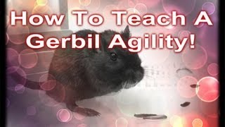 How To Teach A Gerbil Agility [upl. by Bailar291]