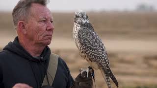 The Training Of Baz The Gyrfalcon [upl. by Mcwilliams788]