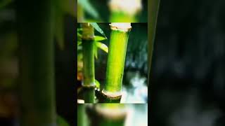 Why Bamboo Acquires Water in Stem🎍💧 facts factyt shortsviral shorts [upl. by Kotto]