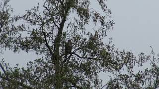 Rode Wouw of Buizerd in woonwijk Kauwtjes en Raven in paniek 1 van 2 [upl. by Else501]