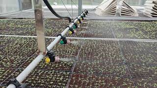 Greenhouse Sprinkler  Irrigation System  Efficient Irrigation [upl. by Vernier]