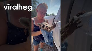 Couple Saves a Baby Raccoon From the Texas Heat  ViralHog [upl. by Ennayllek786]