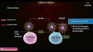 Chemokines Types and Function  Inflammation Pathology [upl. by Macegan984]