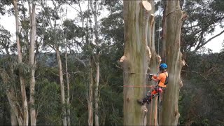 200 foot Tree Removal [upl. by Eissim596]