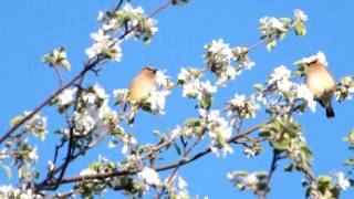 Cedar Waxwings eating apple blossoms [upl. by Ashly]