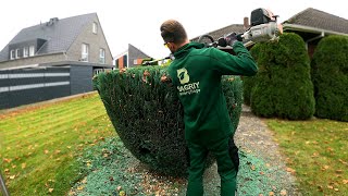 Kustorez Trimming and Shaping Topiary Blue Juniper [upl. by Surovy589]