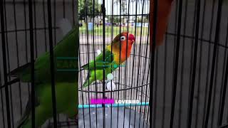 Lovebird ngekek panjang [upl. by Ahkihs476]