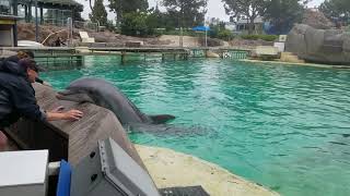 Dolphins laugh at bird stealing fish [upl. by Farah]