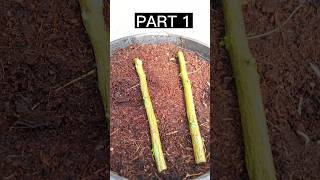 Simple lemon Propagation  grow lemon by cutting garden shorts [upl. by Ranna976]