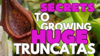 Secrets To Growing Huge Nepenthes Truncata [upl. by Fulbright846]