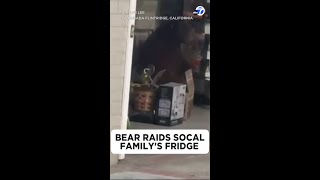 Bear raids watermelon from La Cañada Flintridge familys fridge [upl. by Silbahc433]