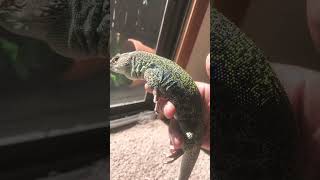 My Jeweled Lacerta pet reptile animal [upl. by Lleder]