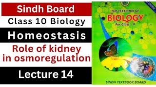 role of kidneys in osmoregulation  homeostasis  class 10 biology Sindh board New book [upl. by Ruvolo]