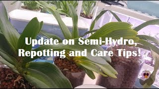 Repotting Rhynchostylis Gigantea into SelfWatering pot Plus Care Tips [upl. by Anazus592]